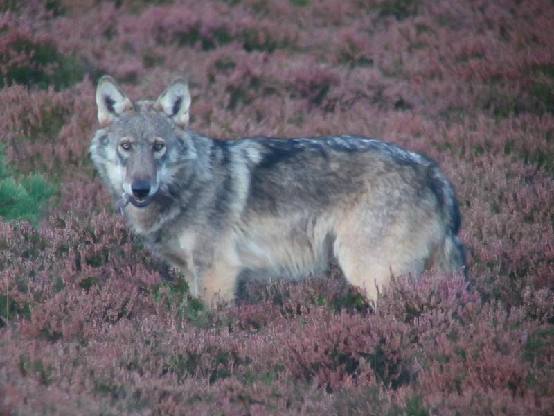 Foto: Kent Olesen, Naturhistorisk Museum